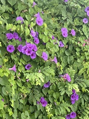 Ipomoea pedicellaris
