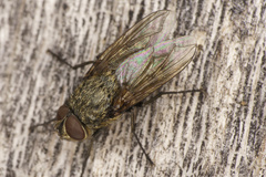Pollenia rudis