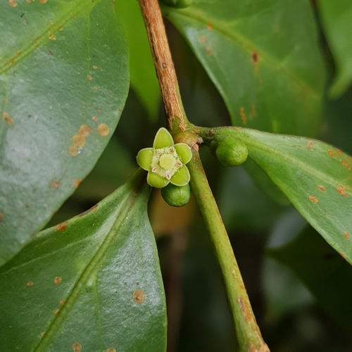 Image of Canthium confertum by (c) pbsg, some rights reserved (CC BY)