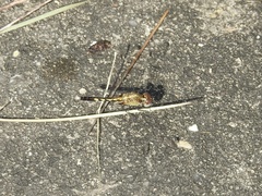 Erythrodiplax minuscula
