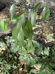 Cinnamomum camphora