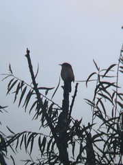 Thryothorus ludovicianus