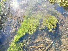 Callitriche palustris