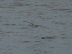 Procellariidae