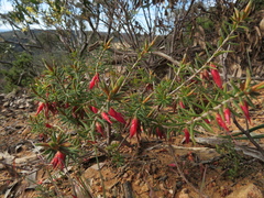 Stenanthera conostephioides