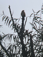 Thryothorus ludovicianus