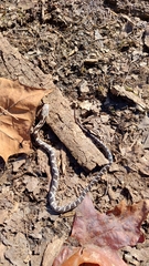 Pantherophis alleghaniensis