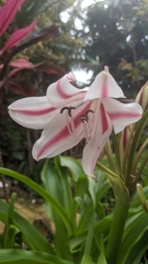 Amaryllidaceae