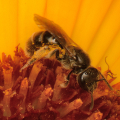 Andrena flavipes