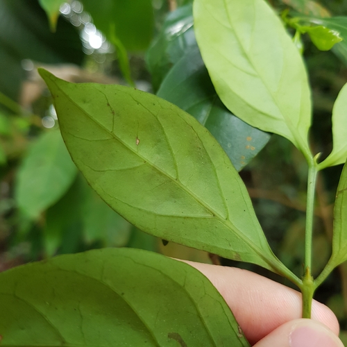 Image of Green Coffee (Canthium confertum) by (c) pbsg, some rights reserved (CC BY)