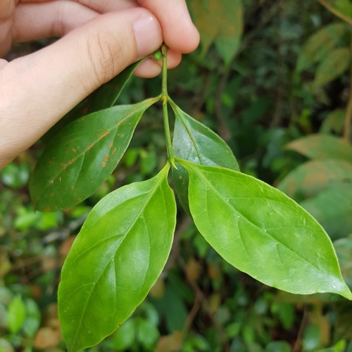 Image of Canthium confertum by (c) pbsg, some rights reserved (CC BY)