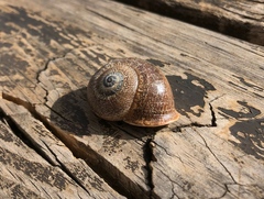 Otala punctata