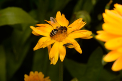 Andrena flavipes