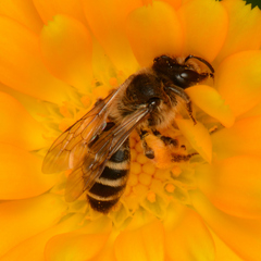 Andrena flavipes