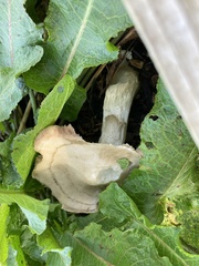 Agrocybe praecox