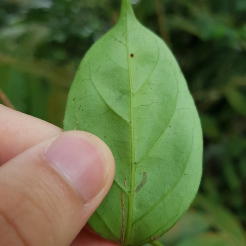 Image of Green Coffee (Canthium confertum) by (c) pbsg, some rights reserved (CC BY)