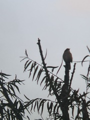 Thryothorus ludovicianus