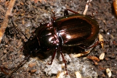 Pterostichus burmeisteri