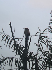 Thryothorus ludovicianus