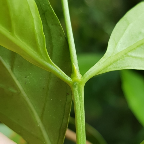 Image of Canthium confertum by (c) pbsg, some rights reserved (CC BY)