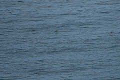 Procellariidae