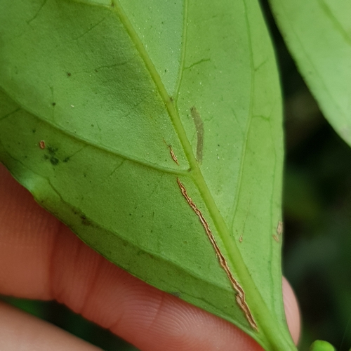 Image of Green Coffee (Canthium confertum) by (c) pbsg, some rights reserved (CC BY)