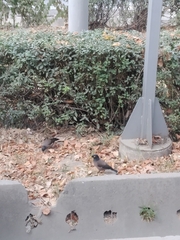 Acridotheres tristis