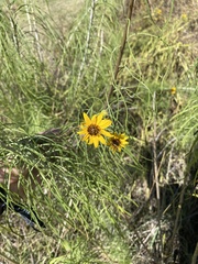 Helianthus salicifolius