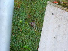 Trochalopteron morrisonianum