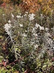 Anaphalis margaritacea