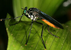Archilestris excellens