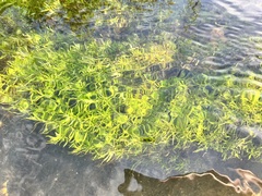 Callitriche palustris