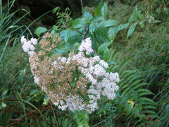 Spiraea formosana