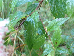 Spiraea formosana