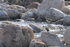 Hydrophasianus chirurgus