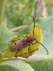 Tetraopes annulatus