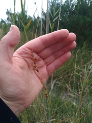 Rhynchospora modesti-lucennoi