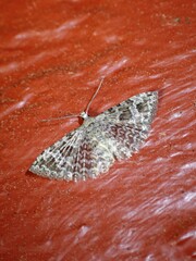 Alucita adriendenisi