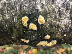 Trichoderma sulphureum