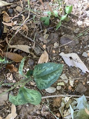 Smilax