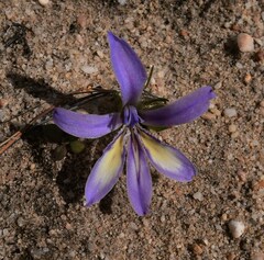 Babiana cedarbergensis