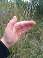 Rhynchospora modesti-lucennoi