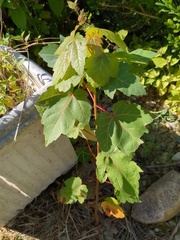 Acer