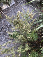 Artemisia morrisonensis