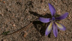 Babiana cedarbergensis