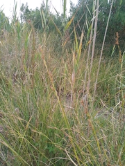 Rhynchospora modesti-lucennoi