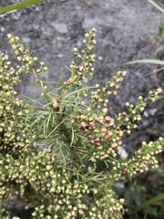 Artemisia morrisonensis