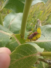 Tetraopes annulatus