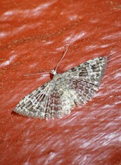 Alucita adriendenisi