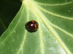 Chilocorus bipustulatus